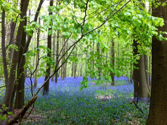 het Hallerbos