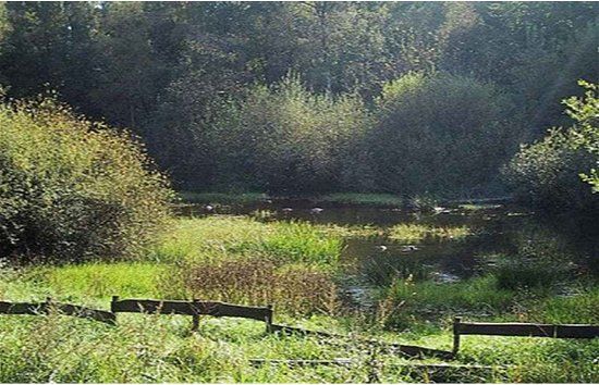 La Mare aux Joncs