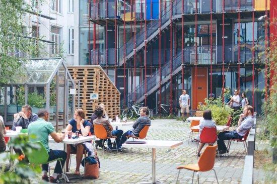Hibiscus