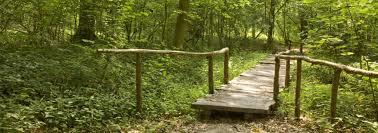 het Koppenbergbos