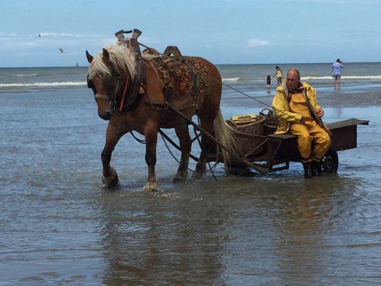 Paardevissers in Oostduinkerke
