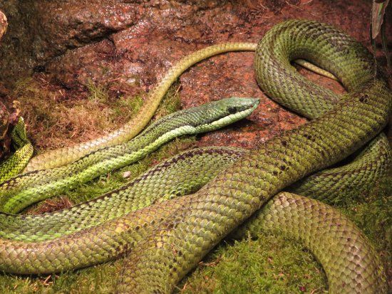 Serpentarium